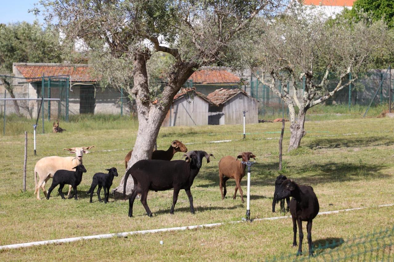 Pinhanços Quinta Dos Patosヴィラ エクステリア 写真